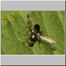 Sepsis cynipsea ~ fulgens - Schwingfliege 06 4mm.jpg